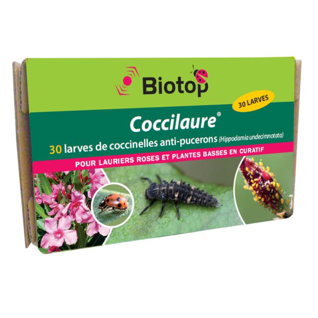 Coccilaure Coccinelles Anti Pucerons Pour Plantes Basses Biotop