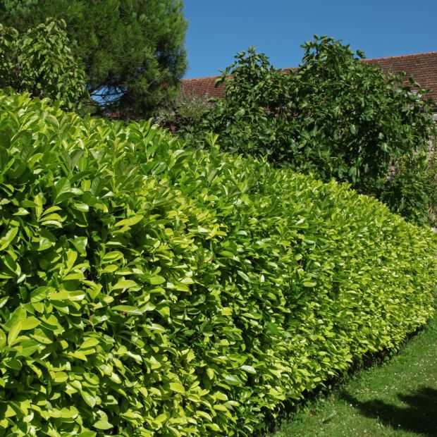 Kit de haie Laurier palme pour 10 mètres Le Comptoir Vert