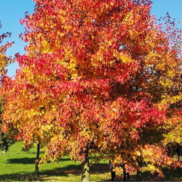 Liquidambar Copalme Dam Rique Le Comptoir Vert