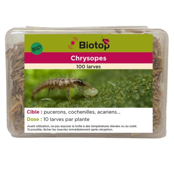 Chrysope Chrysoperla Carnea Contre Pucerons Pr Ventif Biotop Sur