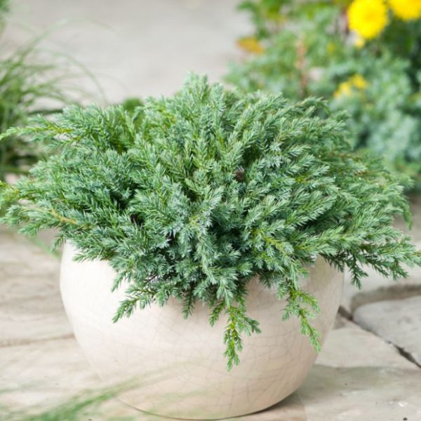 Genévrier ‘Blue Carpet’ Le Comptoir Vert