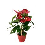Anthurium rouge + cache-pot rouge