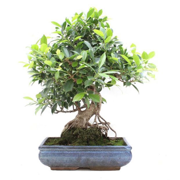Bonsaï Ficus retusa: Le former, rempotage, entretien, taille