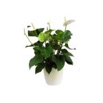 Anthurium blanc + cache-pot blanc