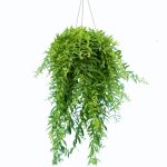 Aeschynanthus japhrolepis