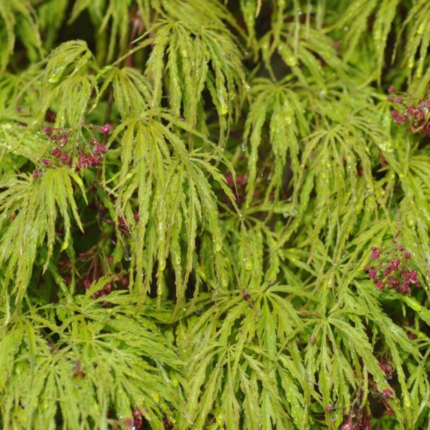 Erable du Japon ‘Dissectum Viridis’ Le Comptoir Vert