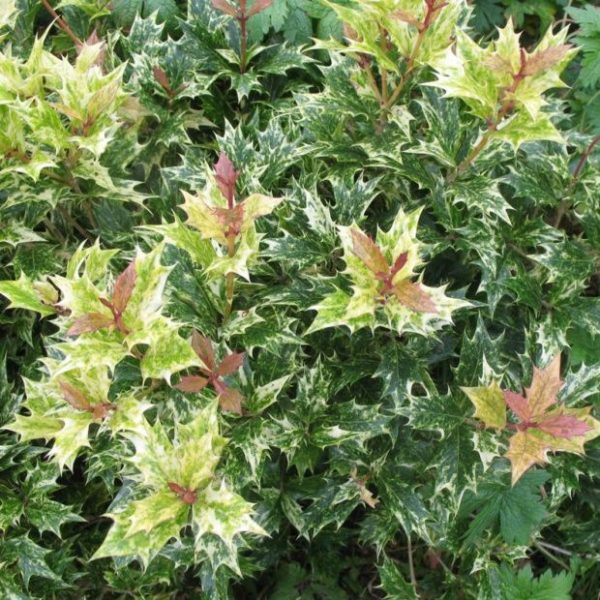 Osmanthe à feuilles de houx ‘Tricolor’ Le Comptoir Vert Osmanthe à feuilles de houx ‘Tricolor’ Le Comptoir Vert