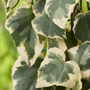 Lierre de Colchide 'Dentata Variegata'