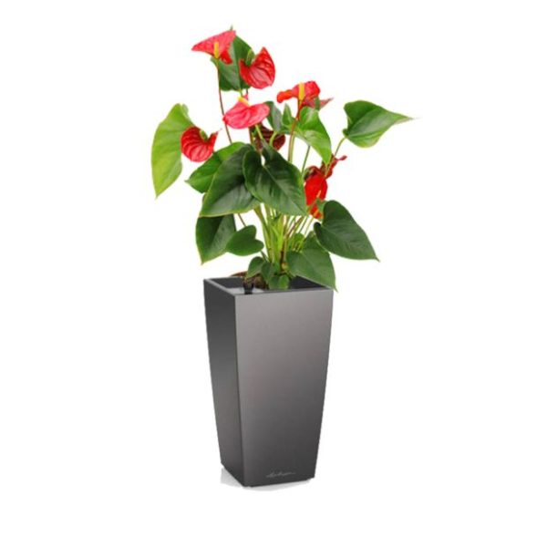 Anthurium rouge en pot anthracite Lechuza (H.50cm)