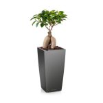 Ficus Ginseng en pot anthracite Lechuza (H.50cm)