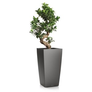 Ficus retusa en pot anthracite Lechuza (H.120cm)