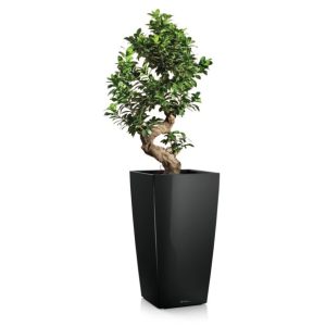 Ficus retusa en pot noir Lechuza (H.120cm)