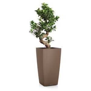 Ficus retusa en pot muscade Lechuza (H.120cm)