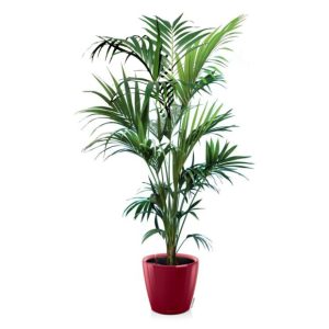 Kentia en pot rouge Lechuza (H.160cm)