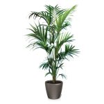 Kentia en pot anthracite Lechuza (H.160cm)