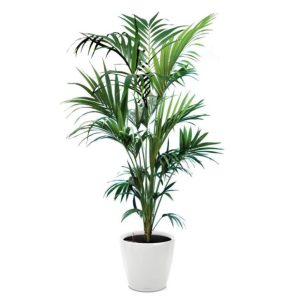 Kentia en pot blanc Lechuza (H.160cm)