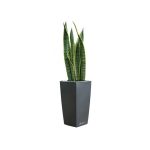 Sansevière en pot anthracite Lechuza (H.45cm)