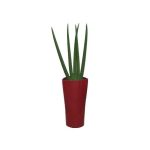 Sansevière en pot rouge Lechuza (H.130cm)