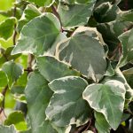 Lierre 'Gloire de Marengo'