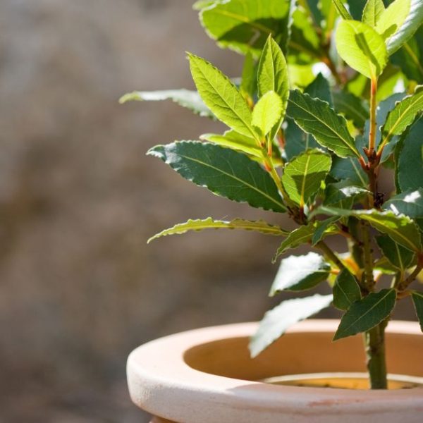 Laurier sauce Le Comptoir Vert