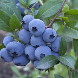 Myrtiller