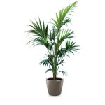 Kentia en pot taupe Lechuza (H.160cm)