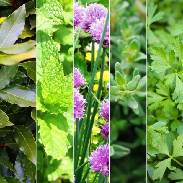 Kit de vivaces: 5 herbes aromatiques - Le Comptoir Vert