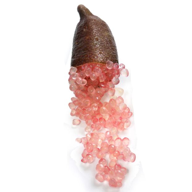 Citron Caviar rose Le Comptoir Vert