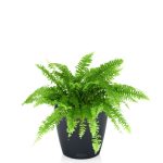 Fougère Nephrolepis en pot gris ardoise Lechuza (H.45cm)