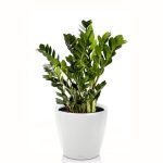 Zamioculcas en pot blanc Lechuza (H.60cm)