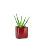 Aloe en pot rouge Lechuza (H.40cm)