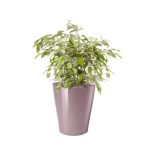 Ficus Kinky en pot mauve Lechuza (H.40cm)
