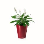 Spatiphyllum en pot Rouge Lechuza (H.40cm)
