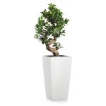 Ficus retusa en pot blanc Lechuza (H.120cm)