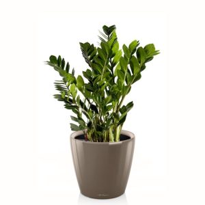 Zamioculcas en pot taupe Lechuza (H.65cm)
