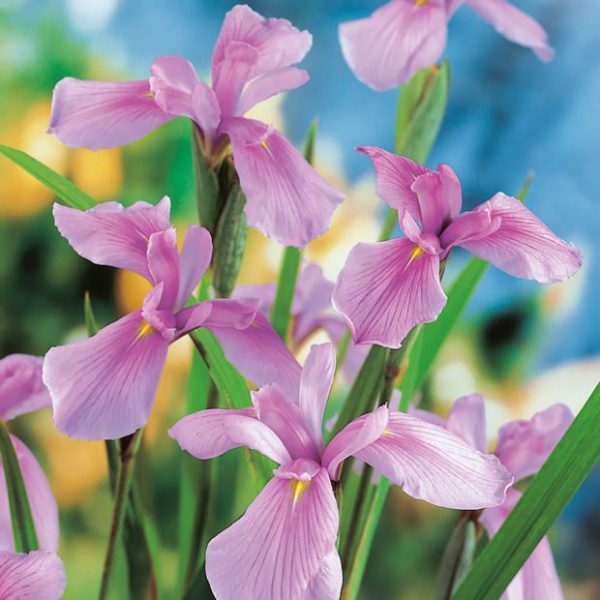 Iris des berges Rose Queen Iris ensata Le Comptoir Vert