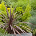 Cordyline 'Red Comet'