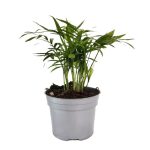 Palmier nain Chamaedorea elegans