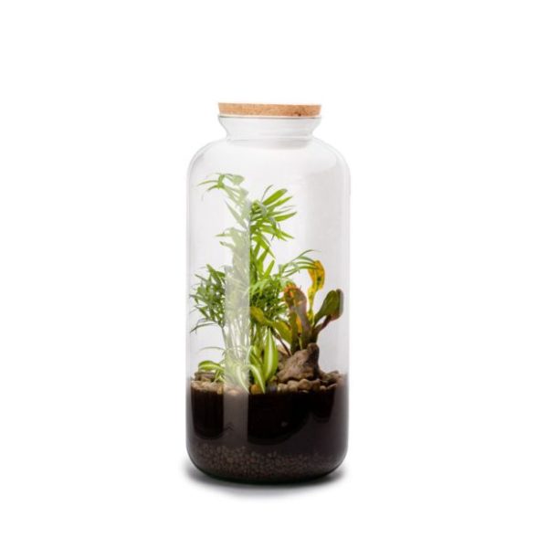 Kit Terrarium Bonbonne L Mix Le Comptoir Vert