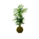 Kokedama Chamaedorea
