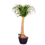 Beaucarnea (H.160cm)