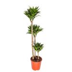 Dracaena deremensis 4 troncs (H.170cm)