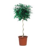 Ficus benjamina tronc spirale (H.150cm)