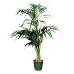 Kentia 10 pieds (H.150cm)