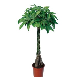 Pachira aquatica tronc tressé (H.150cm)