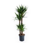 Yucca 4 troncs (H.180cm)