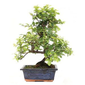Bonsaï Sageretia (6 ans)