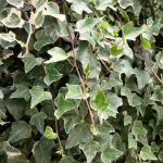 Lierre commun 'Glacier'