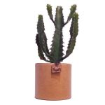 Euphorbe Triangularis + cache pot kraft (H.35cm)
