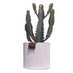 Euphorbe Triangularis + cache pot blanc (H.35cm)